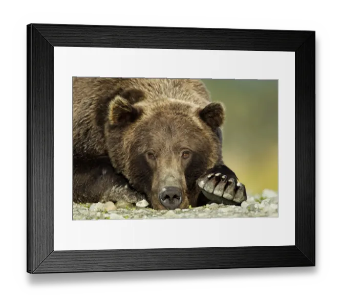 Framed Print : Brown Bear, Katmai National Park, Alaska Framed Print : Brown Bear, Katmai National Park, Alaska