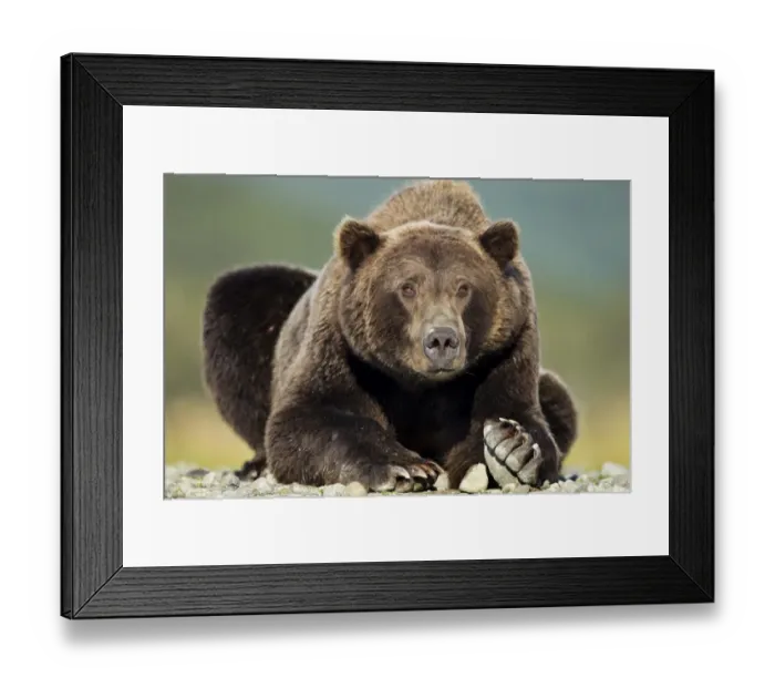 Framed Print : Brown Bear, Katmai National Park, Alaska Framed Print : Brown Bear, Katmai National Park, Alaska