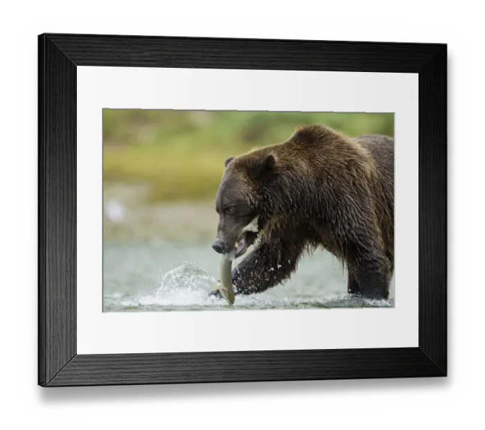 Framed Print : Brown Bear, Katmai National Park, Alaska Framed Print : Brown Bear, Katmai National Park, Alaska