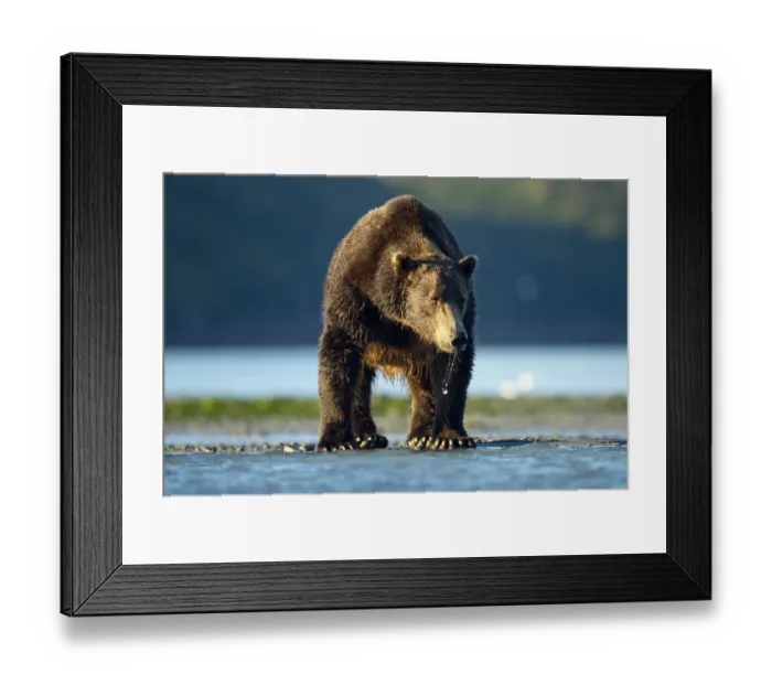 Framed Print : Brown Bear, Katmai National Park, Alaska Framed Print : Brown Bear, Katmai National Park, Alaska