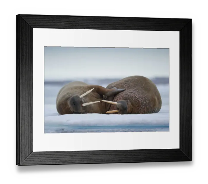Framed Print : Walrus, Svalbard Framed Print : Walrus, Svalbard