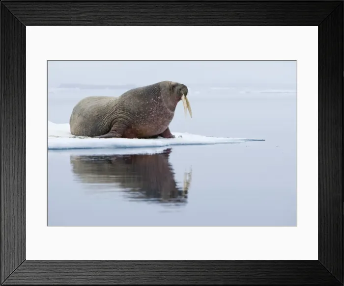 Framed Print : Walrus, Svalbard Framed Print : Walrus, Svalbard
