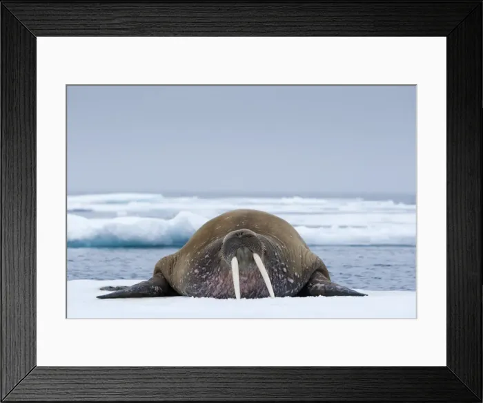 Framed Print : Walrus, Svalbard Framed Print : Walrus, Svalbard