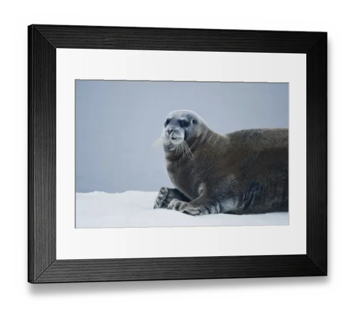 Framed Print : Bearded Seal, Nordaustlandet, Svalbard, Norway Framed Print : Bearded Seal, Nordaustlandet, Svalbard, Norway