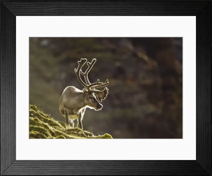 Framed Print : Reindeer, Svalbard, Norway Framed Print : Reindeer, Svalbard, Norway