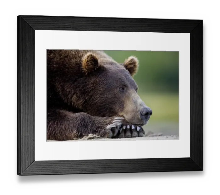 Framed Print : Grizzly Bear, Katmai National Park, Alaska Framed Print : Grizzly Bear, Katmai National Park, Alaska