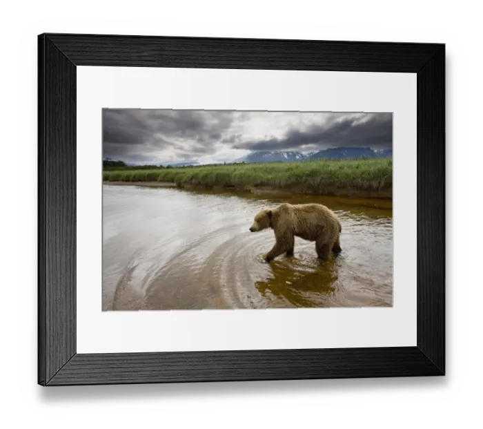 Framed Print : Grizzly Bear, Katmai National Park, Alaska