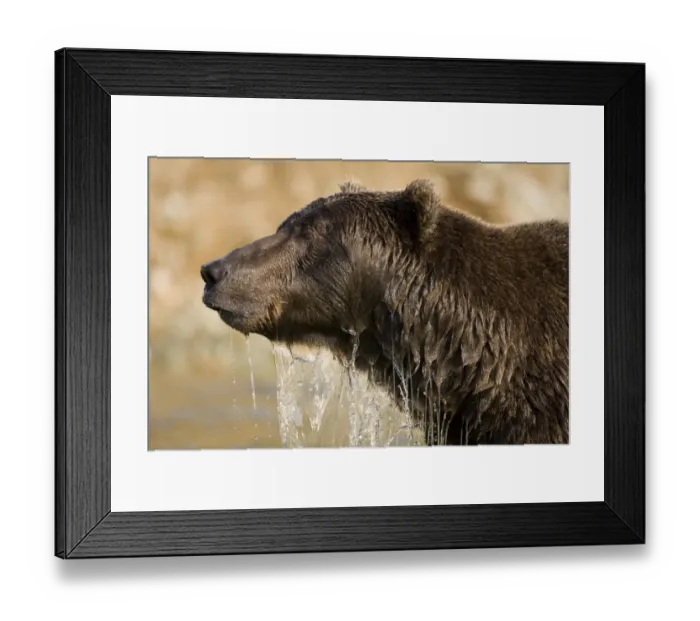 Framed Print : Grizzly Bear, Katmai National Park, Alaska Framed Print : Grizzly Bear, Katmai National Park, Alaska