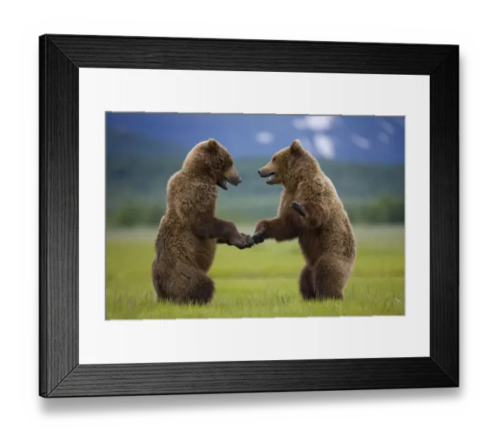 Framed Print : Grizzly Bears, Katmai National Park, Alaska