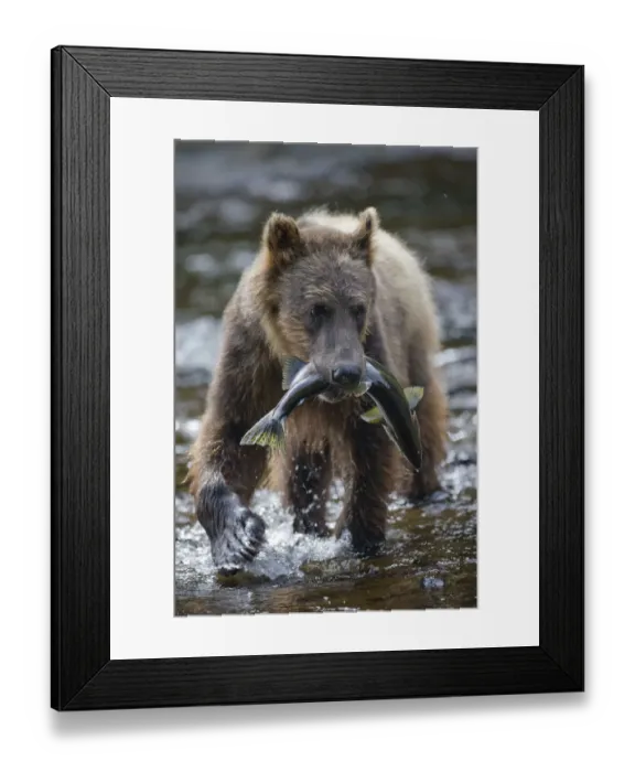 Framed Print : Brown Bear and Salmon, Pavlof Harbor, Alaska Framed Print : Brown Bear and Salmon, Pavlof Harbor, Alaska