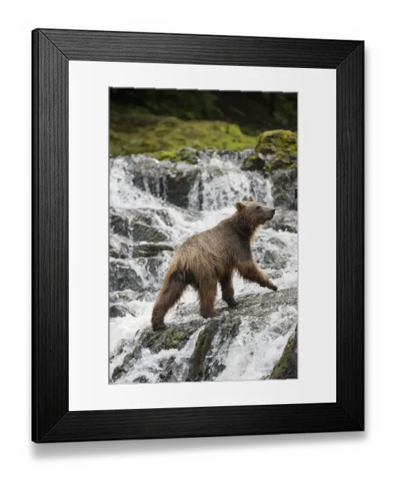 Framed Print : Brown Bear along Pavlof Harbor, Alaska