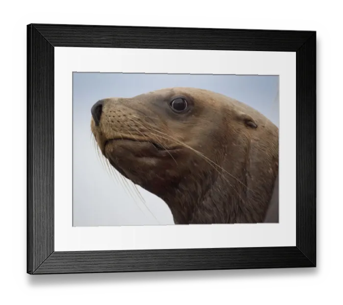 Framed Print : Steller Sea Lion, Alaska Framed Print : Steller Sea Lion, Alaska