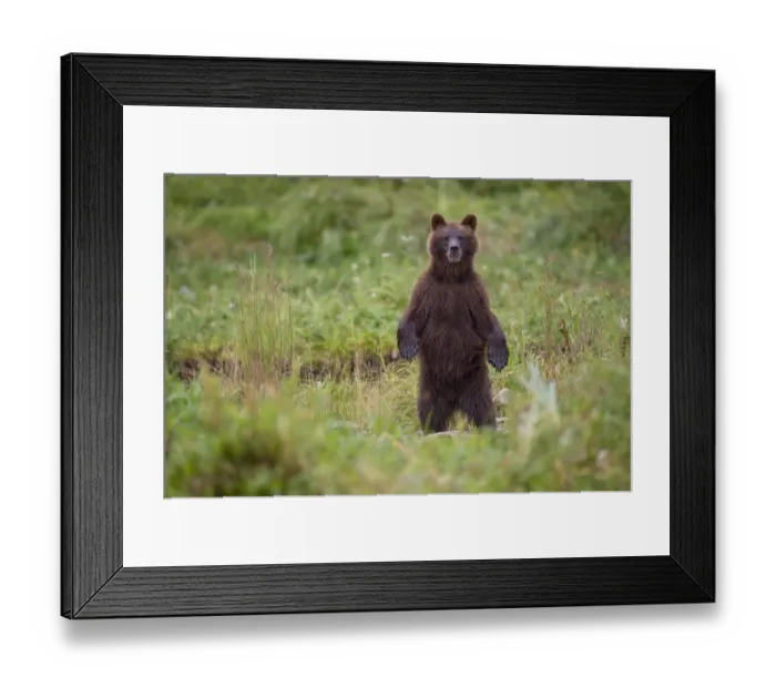 Framed Print : Brown Bear in Coastal Meadow, Pybus Bay, Alaska Framed Print : Brown Bear in Coastal Meadow, Pybus Bay, Alaska