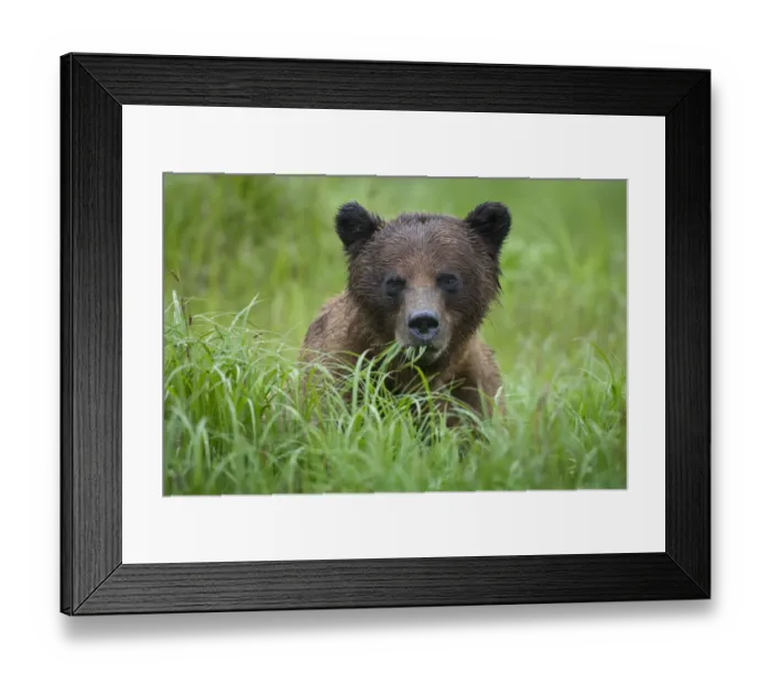 Framed Print : Brown Bear, Misty Fiords National Monument, Alaska