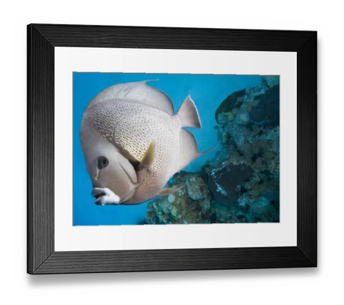 Framed Print : Gray Angelfish (Pomacanthus arcuatus) swimming near coral reef Framed Print : Gray Angelfish (Pomacanthus arcuatus) swimming near coral reef