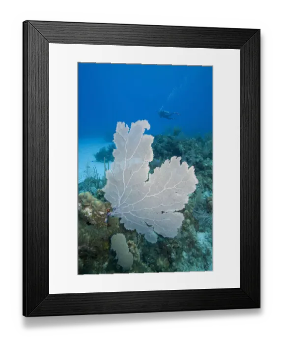 Framed Print : Caribbean Sea, Cayman Islands, Little Cayman Island, Bloody Bay Wall, scuba diver swimming near coral reef Framed Print : Caribbean Sea, Cayman Islands, Little Cayman Island, Bloody Bay Wall, scuba diver swimming near coral reef