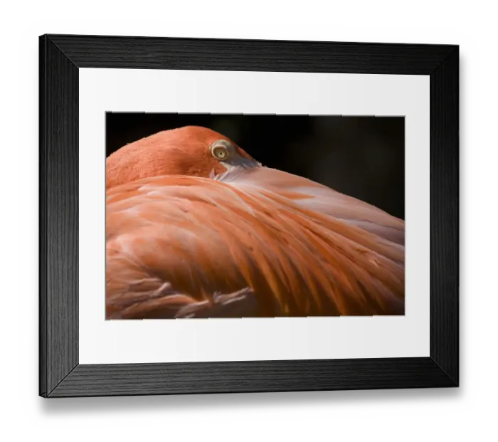 Framed Print : Caribbean Flamingo (Phoenicopterus ruber), close-up of head