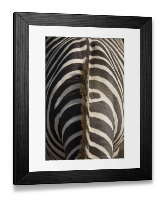Framed Print : Plains zebra (Equus Burchelli), close-up of patterned hide Framed Print : Plains zebra (Equus Burchelli), close-up of patterned hide