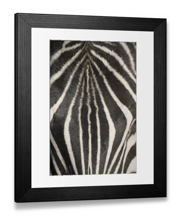 Framed Print : Plains zebra (Equus Burchelli), close-up of head Framed Print : Plains zebra (Equus Burchelli), close-up of head