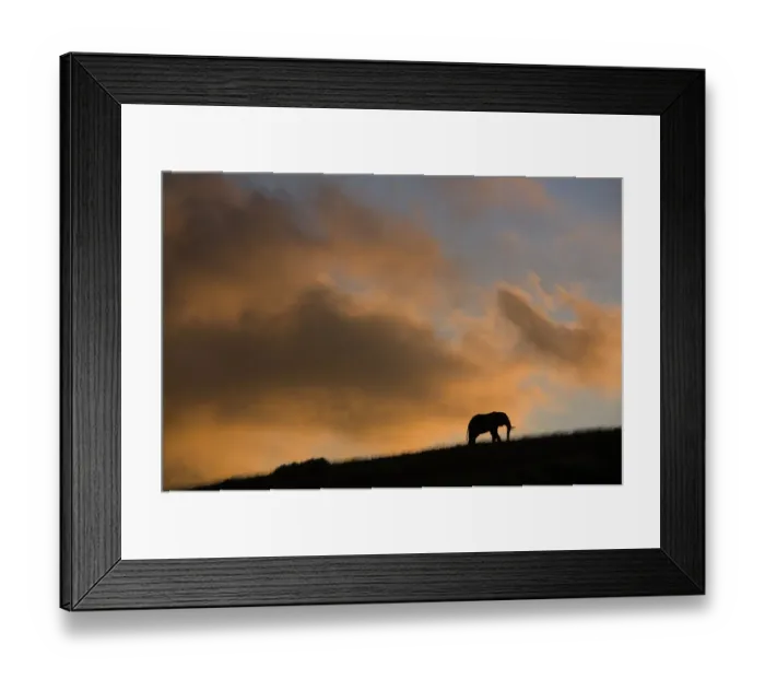 Framed Print : African elephant (Loxodonta africana) standing on ridge at sunset Framed Print : African elephant (Loxodonta africana) standing on ridge at sunset