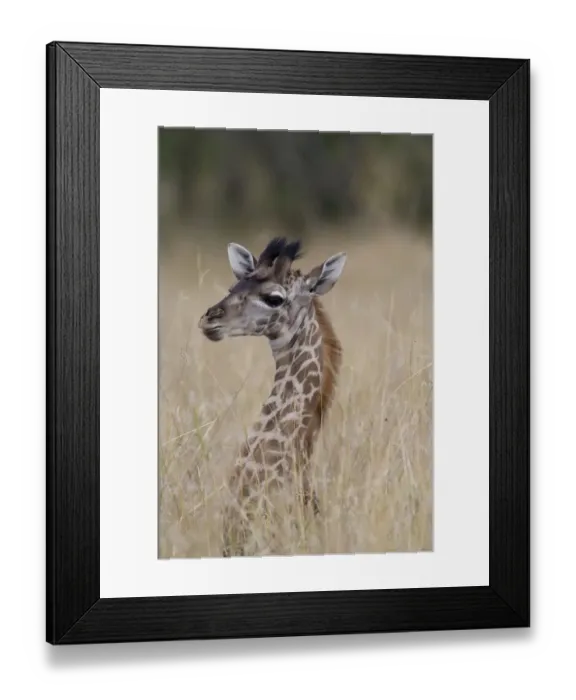 Framed Print : Giraffe (Giraffa camelopardalis) calf in tall grass, close-up Framed Print : Giraffe (Giraffa camelopardalis) calf in tall grass, close-up