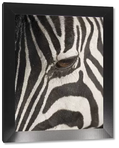 Plains zebra (Equus burchelli), close-up of eye