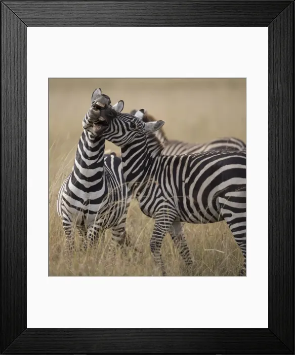 Framed Print : Zebras (Equus Burchelli) playing on savannah