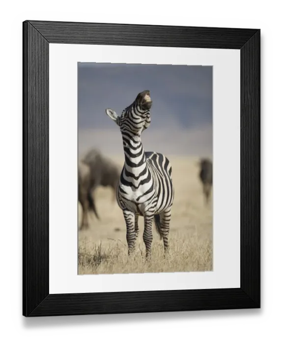 Framed Print : Plains Zebra (Equus Burchelli) standing, raising head, in dry grass Framed Print : Plains Zebra (Equus Burchelli) standing, raising head, in dry grass