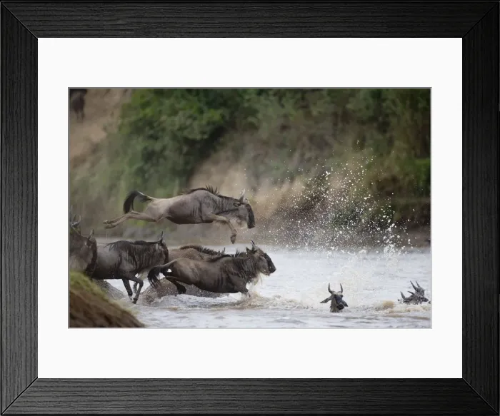 Framed Print : Wildebeest (Connochaetes taurinus) leaping into river, side view Framed Print : Wildebeest (Connochaetes taurinus) leaping into river, side view