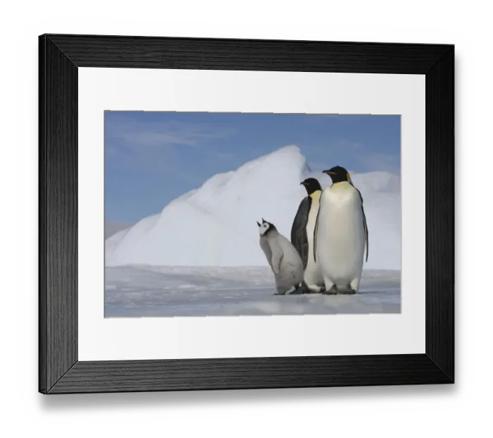 Framed Print : Antarctica, Snow Hill Island, two emperor penguins with chick Framed Print : Antarctica, Snow Hill Island, two emperor penguins with chick