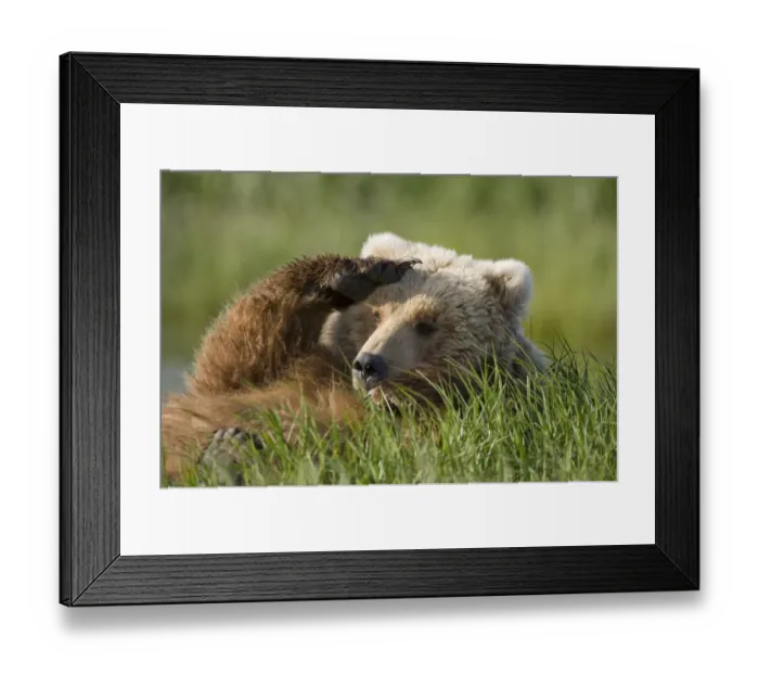 Framed Print : Grizzly Bear, Katmai National Park, Alaska Framed Print : Grizzly Bear, Katmai National Park, Alaska