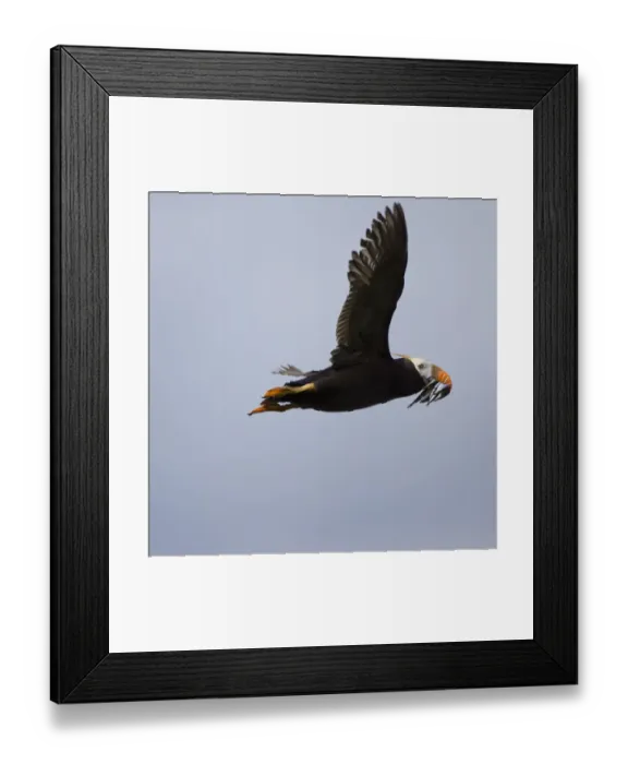 Framed Print : Tufted Puffin, Katmai National Park, Alaska Framed Print : Tufted Puffin, Katmai National Park, Alaska