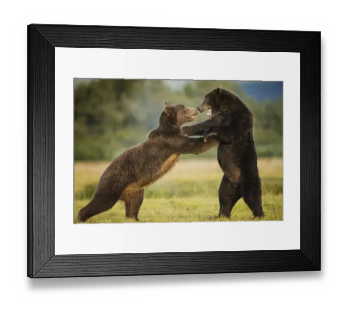 Framed Print : Grizzly Bears, Katmai National Park, Alaska Framed Print : Grizzly Bears, Katmai National Park, Alaska