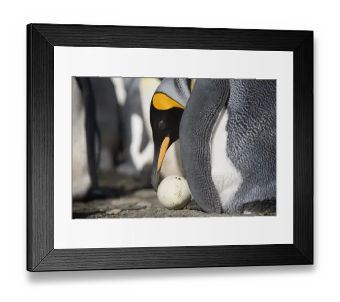 Framed Print : King penguin (Aptenodytes patagonicus) examining abandoned egg
