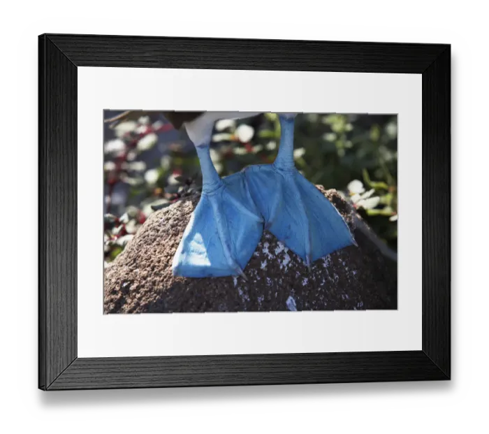 Framed Print : Feet of Blue Footed Boobie (Sula nebouxii), close-up Framed Print : Feet of Blue Footed Boobie (Sula nebouxii), close-up