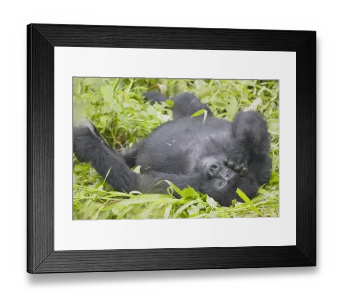 Framed Print : Mountain Gorilla (Gorilla gorilla beringei) lying on back in grass