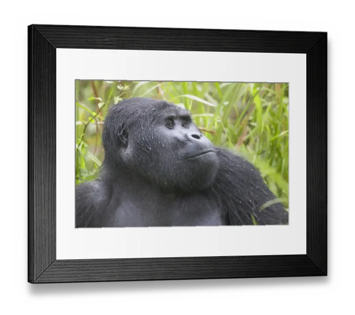 Framed Print : Juvenile Mountain Gorilla (Gorilla gorilla beringei)
