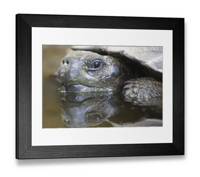 Framed Print : Giant Tortoise (Geochelone elephantopus) in water, close-up Framed Print : Giant Tortoise (Geochelone elephantopus) in water, close-up