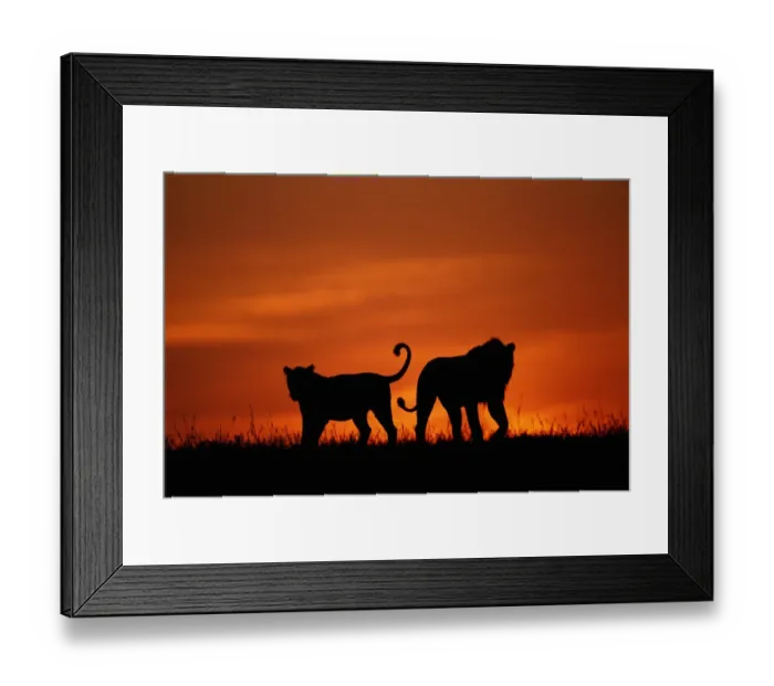 Framed Print : Silhouette of two lions walking on savannah, dawn Framed Print : Silhouette of two lions walking on savannah, dawn