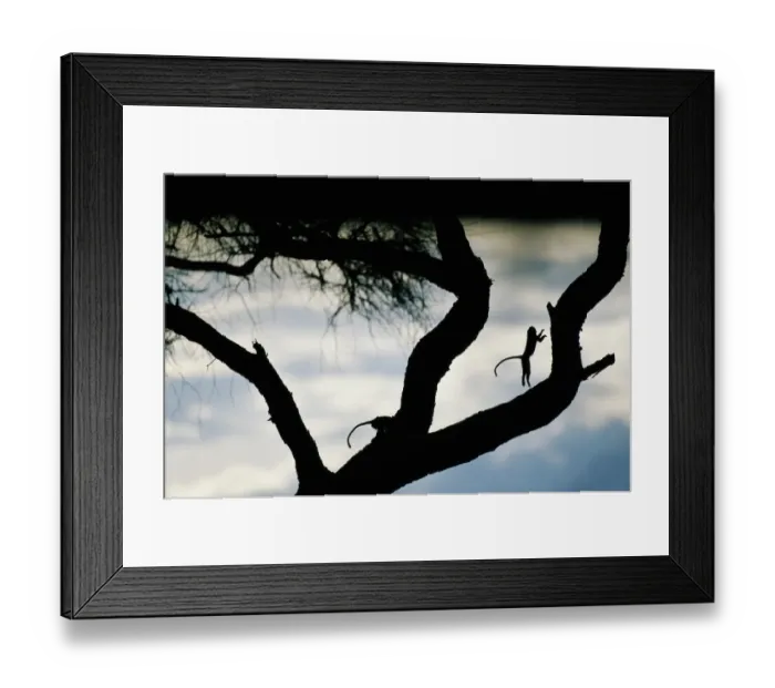 Framed Print : Vervet monkey (Cercopithecus aethiops) in acacia tree, sunset Framed Print : Vervet monkey (Cercopithecus aethiops) in acacia tree, sunset