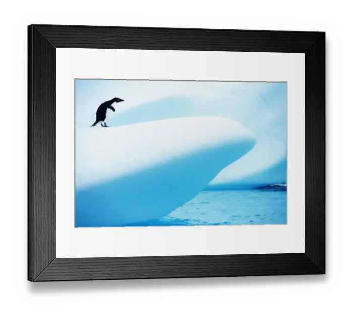 Framed Print : Adelie Penguin (Pygoscelis adeliae) standing on iceberg Framed Print : Adelie Penguin (Pygoscelis adeliae) standing on iceberg
