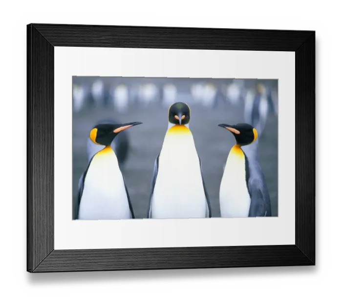 Framed Print : King Penguins (Aptenodytes patagonicus) close-up Framed Print : King Penguins (Aptenodytes patagonicus) close-up
