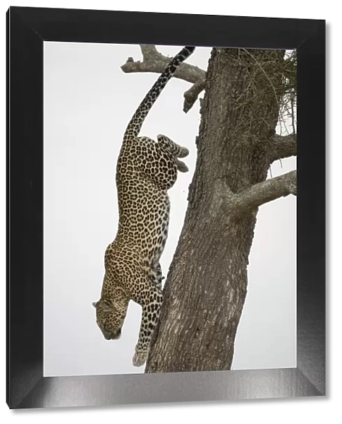 Leopard (Panthera pardus) climbing down tree trunk, side view