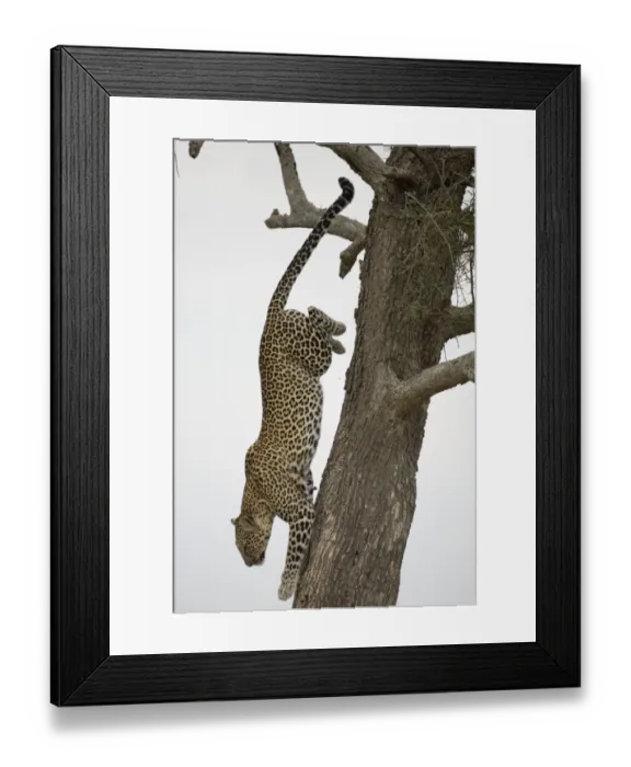 Framed Print : Leopard (Panthera pardus) climbing down tree trunk, side view Framed Print : Leopard (Panthera pardus) climbing down tree trunk, side view