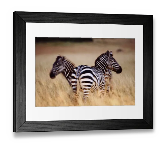 Framed Print : Two Berchellis zibras (Equus burchelli) on savannah, dusk Framed Print : Two Berchellis zibras (Equus burchelli) on savannah, dusk
