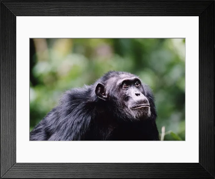 Framed Print : Adult chimpanzee (Pan troglodytes) looking up, close-up Framed Print : Adult chimpanzee (Pan troglodytes) looking up, close-up