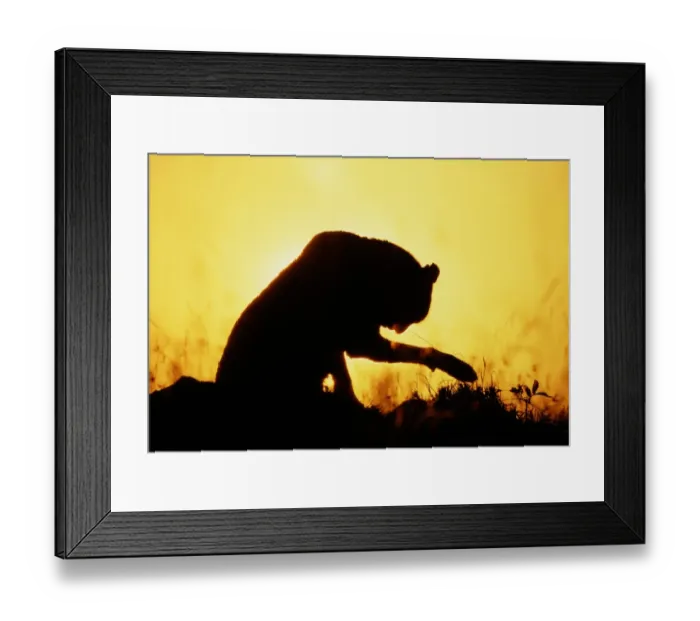 Framed Print : Adult female cheetah (Acinonyx jubatus) in silhouette, dawn Framed Print : Adult female cheetah (Acinonyx jubatus) in silhouette, dawn