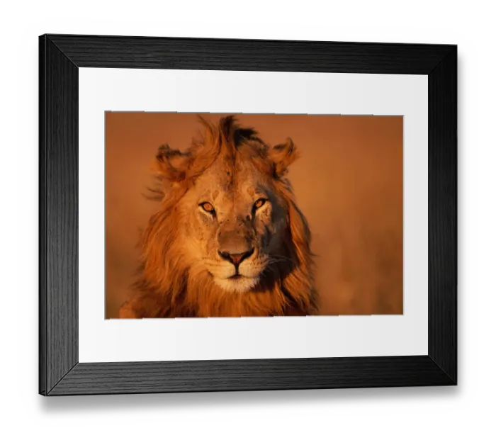 Framed Print : Lion (Panthera leo), close-up Framed Print : Lion (Panthera leo), close-up