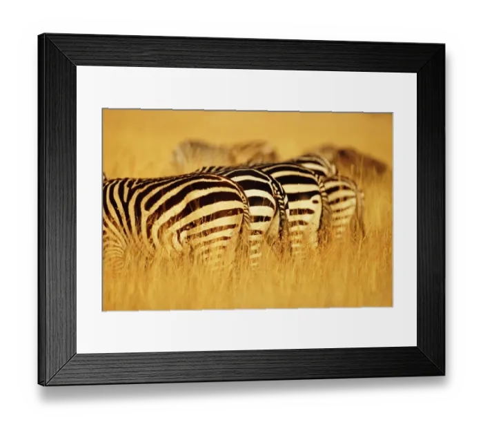 Framed Print : Burchellis zebras (Equus burchelli) standing in row in tall grass Framed Print : Burchellis zebras (Equus burchelli) standing in row in tall grass