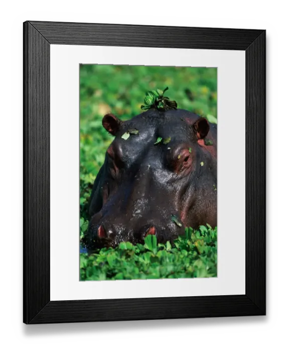 Framed Print : Hippopotamus surrounded by green leaves in pond, close-up Framed Print : Hippopotamus surrounded by green leaves in pond, close-up
